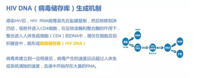 HIV DNA(病毒储存库)生成机制