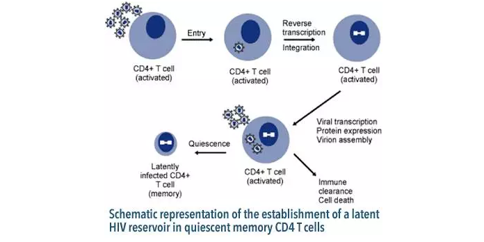 形成了HIV-1病毒的潜伏感染，这些休眠细胞就是所谓的病毒储存库