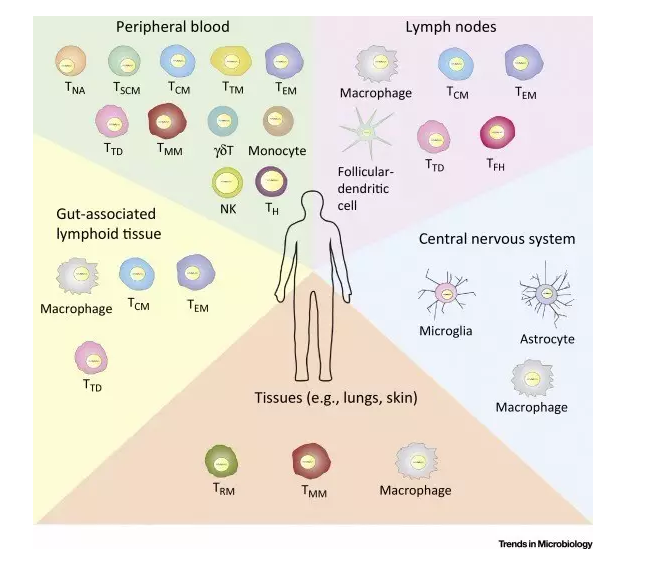 记忆CD4+T淋巴细胞以及单核巨噬细胞等。