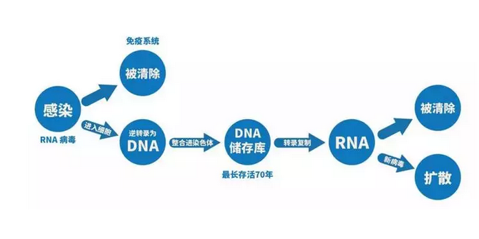 RNA病毒感染一系列