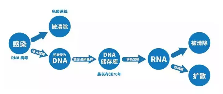 RNA 病毒 免疫系统