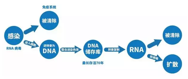 RNA病毒感染分析
