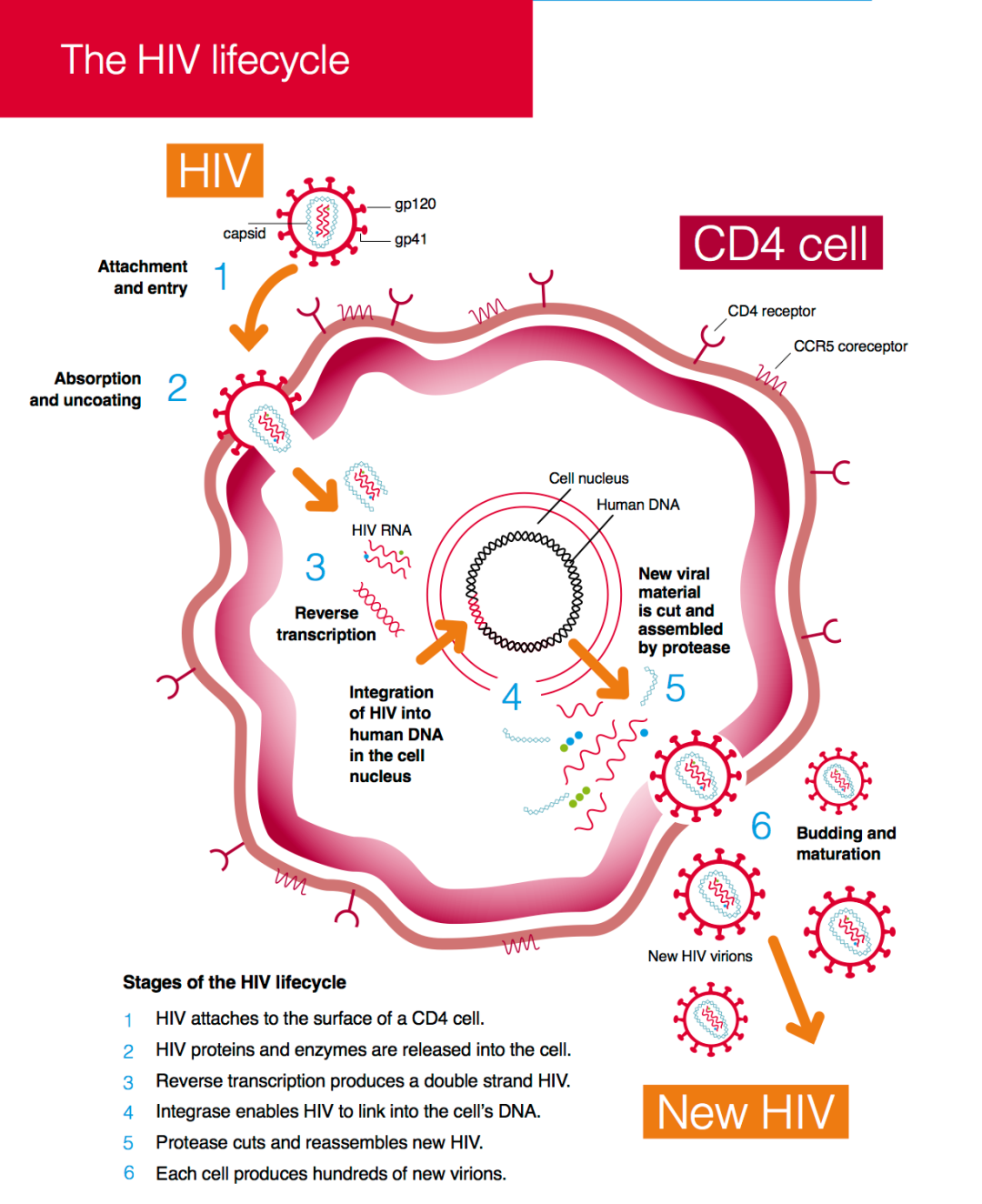 THE HIV LIFECYCLE